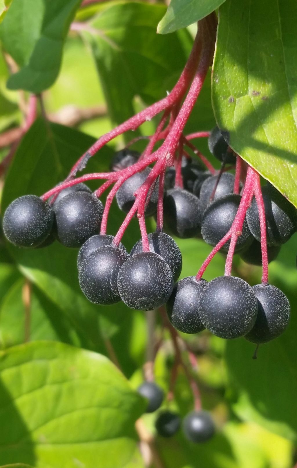 Corniolo sanguinello? si, Cornus sanguinea